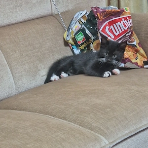Süße Katzenbabys suchen ein neues Zuhause! 