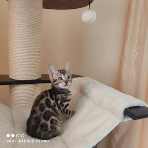 Wunderschönes Bengal Mädchen mit Stammbaum. Abgabebereit! Bild 4