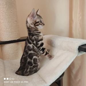 Wunderschönes Bengal Mädchen mit Stammbaum. Abgabebereit! Bild 2