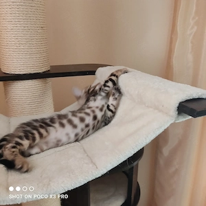 Wunderschönes Bengal Mädchen mit Stammbaum. Abgabebereit! Bild 5
