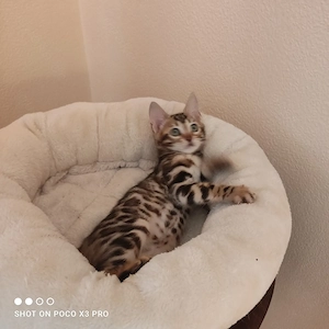 Wunderschönes Bengal Mädchen mit Stammbaum. Abgabebereit! Bild 3