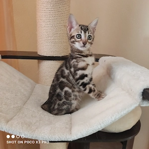 Wunderschönes Bengal Mädchen mit Stammbaum. Abgabebereit! Bild 8