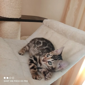 Wunderschönes Bengal Mädchen mit Stammbaum. Abgabebereit! Bild 6