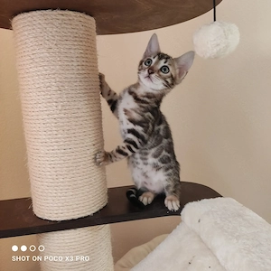 Wunderschönes Bengal Mädchen mit Stammbaum. Abgabebereit! Bild 7