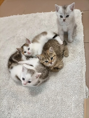 Britisch Kurzhaar Mix Kitten  Bild 9