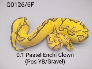 Königspython (python regius) 0.1 Pastel Enchi Clown (pos YB Gravel)