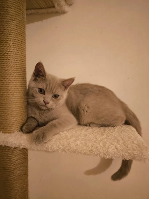 Britisch Kurzhaar Kitten 