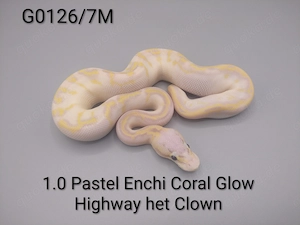 Königspython (python regius) 1.0 Pastel Enchi Coral Glow Highway het Clown 