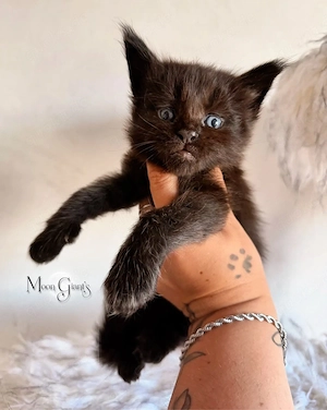 Black Smoke Maine Coon Kater ns Top mit Stammbaum