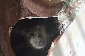 4 Kuschelbabys abzugeben