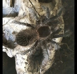 Vogelspinnen Lasiodora parahybana