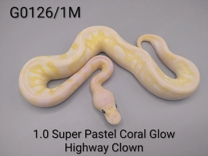 Königspython python regius 1.0 Super Pastel Coral Glow Highway Clown 