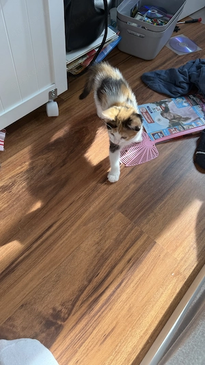 Baby Katze Glück Katze