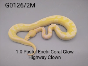 Königspython python regius 1.0 Pastel Enchi Coral Glow Highway Clown 