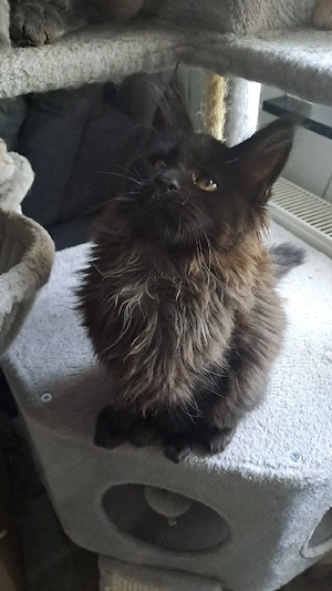 Maine coon Kitten mit Stammbaum 