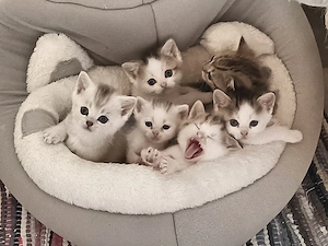 Britisch Kurzhaar Mix Kitten  Bild 8