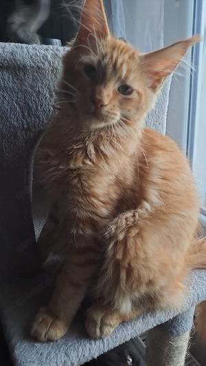 Maine coon Kitten Kater mit Stammbaum 