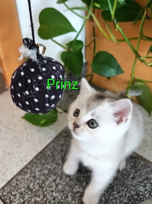 Britisch Kurzhaar Mix Kitten  Bild 4