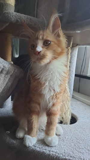 Maine coon Kitten Kater Red White mit Stammbaum 