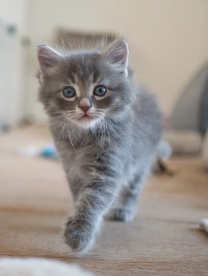  Wir haben noch ein sibirisches Katzenmädchen in blue tabby