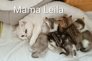 Britisch Kurzhaar Mix Kitten  Bild 10