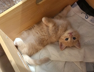 2 verschmuste Norweger Waldkatzen- kitten