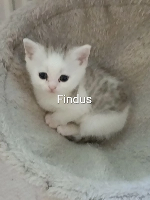 Britisch Kurzhaar Mix Kitten  Bild 6