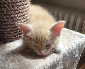 2 verschmuste Norweger Waldkatzen- kitten