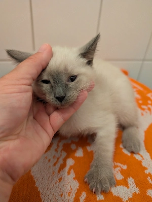 Siam kitten 