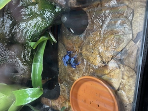 Paar 1,1 D. Tinctorius azureus legend mit Terra komplett 