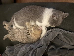 Britisch kurzhaar Kater 
