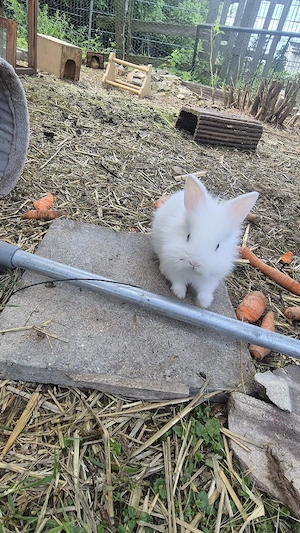 Löwenkopfkaninchen 