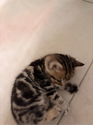 BKH Kitten in Silver Tabby und Gold Tabby Bild 3