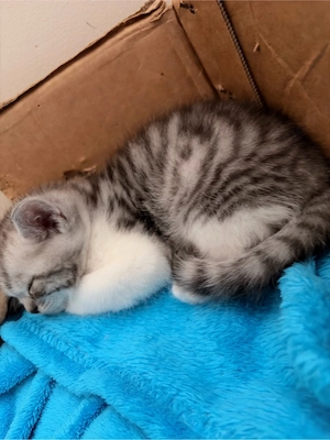 BKH Kitten in Silver Tabby und Gold Tabby Bild 9