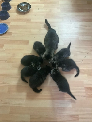 katzen babys