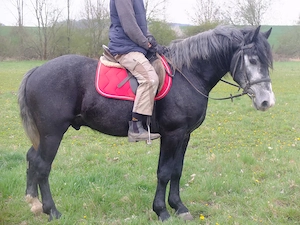 Barocker Rappschimmelwallach "Amalan" Bild 2