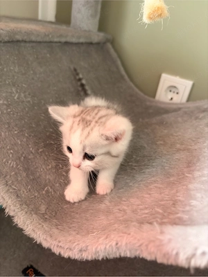 BKH Kitten in Silver Tabby und Gold Tabby Bild 5