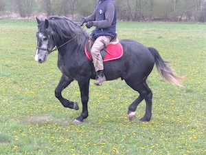 Barocker Rappschimmelwallach "Amalan" Bild 8