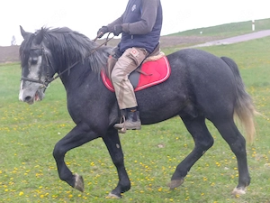 Barocker Rappschimmelwallach "Amalan" Bild 9
