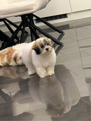 Shih Tzu   Malteser Mix