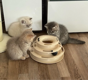 BKH Kitten 