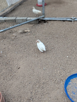 Zwei Bantam Hennen Zwerghühner Küken 