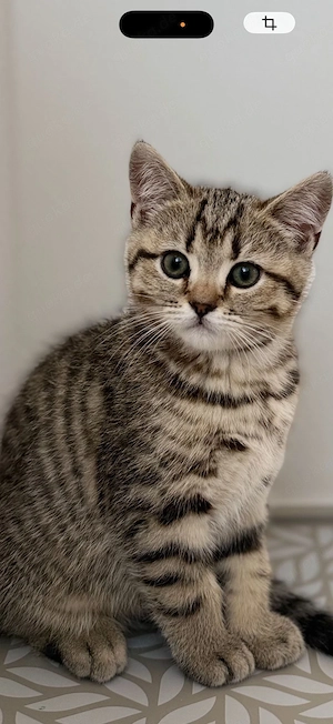BKH Britisch Kurzhaar Kätzchen tabby