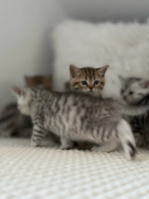 BKH Britisch Kurzhaar Kätzchen tabby