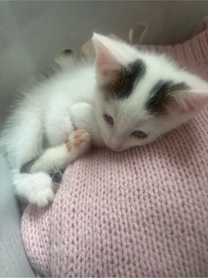 1 kater ab sofort