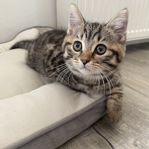  Süßes Kitten sucht liebevolles Zuhause 