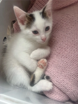 kater sucht ein zuhause