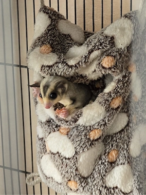 Flughörnchen   Sugarglider