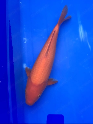 Benigoi 35 - 43cm 