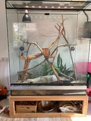 2 Kornnattern inkl. komplettem Terrarium